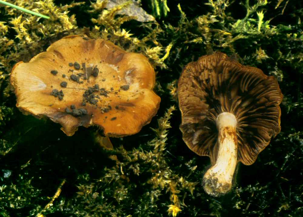 Cortinarius gracilior